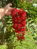 {"width" => 350, "height" => 350, "loading" => "lazy", "sizes" => "(min-width: 990px) 350px, 50vw", "widths" => "350,700", "alt" => "Miss Francis Crape Myrtle with vibrant red blooms and lush green foliage in a garden setting."}
