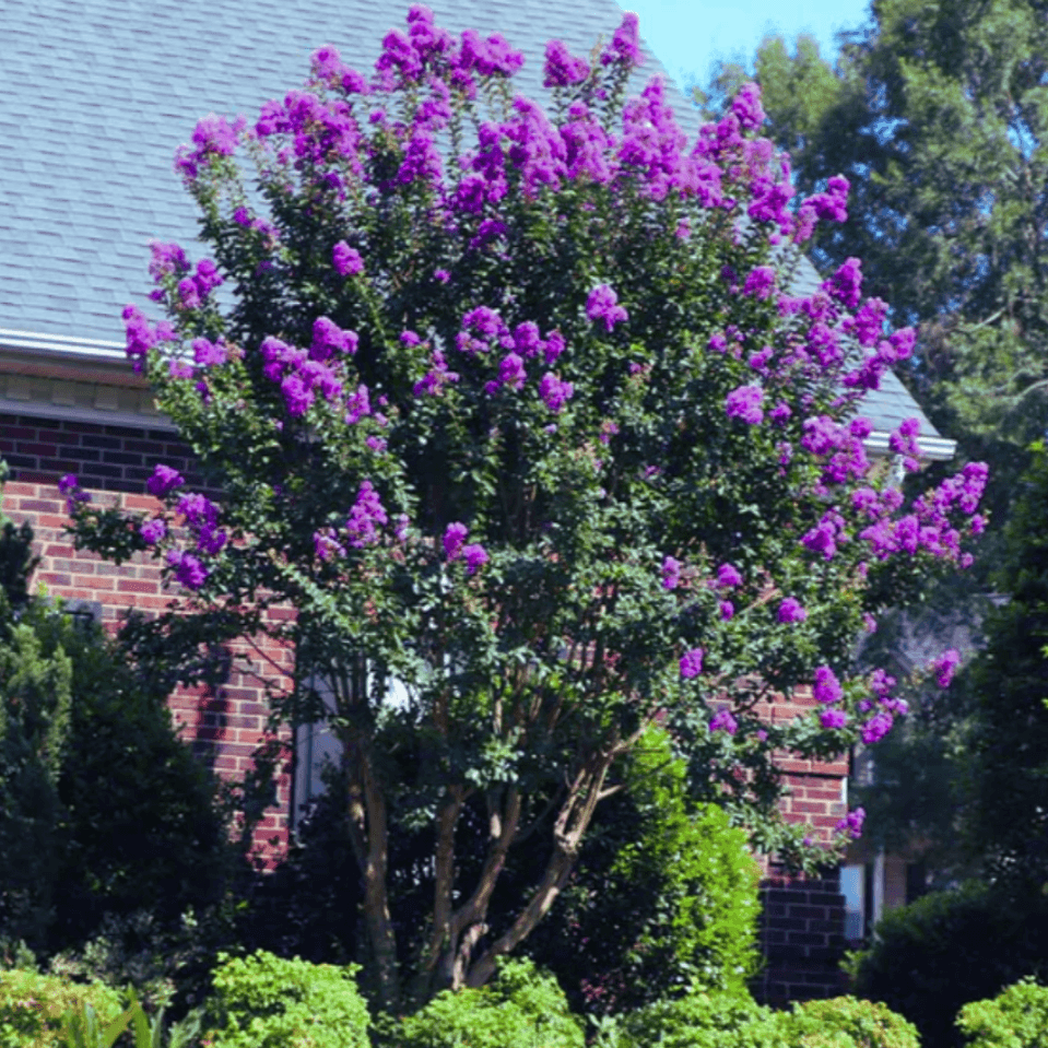 Miss Gail Crape Myrtle💜: Striking Purple Elegance on an Upright