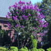 {"width" => 350, "height" => 350, "loading" => "lazy", "sizes" => "(min-width: 990px) 350px, 50vw", "widths" => "350,700", "alt" => "Miss Gail Crape Myrtle tree with vibrant dark purple blooms and dark green leaves against a brick backdrop."}