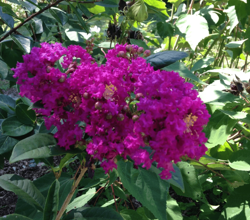 Miss Sandra Crape Myrtle-Stunning Purple Blooms with Fuchsia
