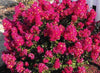{"width" => 350, "height" => 350, "loading" => "lazy", "sizes" => "(min-width: 990px) 350px, 50vw", "widths" => "350,700", "alt" => "Mulberry Passion™ Crape Myrtle with vibrant wine-red flowers and lush foliage."}