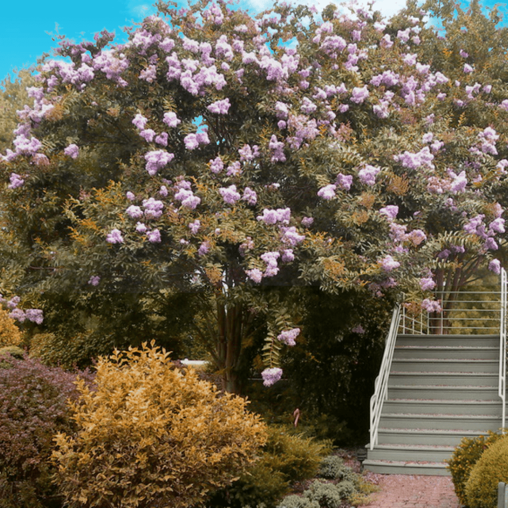 tree that smells like lavender Muskogee Crape Myrtle🪻-Fast Growing Shade Tree, Huge Lavender Flowers| Southern Charm Crape Myrtles, LLC