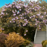Muskogee Crape Myrtle tree with lavender flowers, ideal for shade and landscaping.
