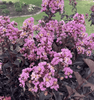 {"width" => 350, "height" => 350, "loading" => "lazy", "sizes" => "(min-width: 990px) 350px, 50vw", "widths" => "350,700", "alt" => "Elegant lavender blooms of Obsidian Lilac™ Crape Myrtle with contrasting dark foliage."}