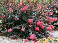 🖤Obsidian Rose™ Crape Myrtle: A Weeping Miniature with Dark Purple Leaves and Rose Pink Flowers
