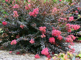 🖤Obsidian Rose™ Crape Myrtle: A Weeping Miniature with Dark Purple Leaves and Rose Pink Flowers