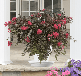 Obsidian Rose™ Crape Myrtle in white pot with dark purple leaves and rose pink flowers, ideal for small spaces.