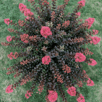 🖤Obsidian Rose™ Crape Myrtle: A Weeping Miniature with Dark Purple Leaves and Rose Pink Flowers