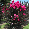 {"width" => 350, "height" => 350, "loading" => "lazy", "sizes" => "(min-width: 990px) 350px, 50vw", "widths" => "350,700", "alt" => "Obsidian Sunset™ Crape Myrtle with deep magenta blooms and dark foliage."}