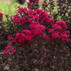 {"width" => 350, "height" => 350, "loading" => "lazy", "sizes" => "(min-width: 990px) 350px, 50vw", "widths" => "350,700", "alt" => "Obsidian Wine™ Crape Myrtle with deep wine-red blooms and dark foliage."}