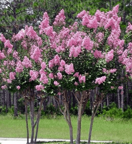 Pecos Crape Myrtle tree with abundant light pink blooms against green foliage.