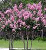 {"width" => 350, "height" => 350, "loading" => "lazy", "sizes" => "(min-width: 990px) 350px, 50vw", "widths" => "350,700", "alt" => "Pecos Crape Myrtle tree with abundant light pink blooms against green foliage."}