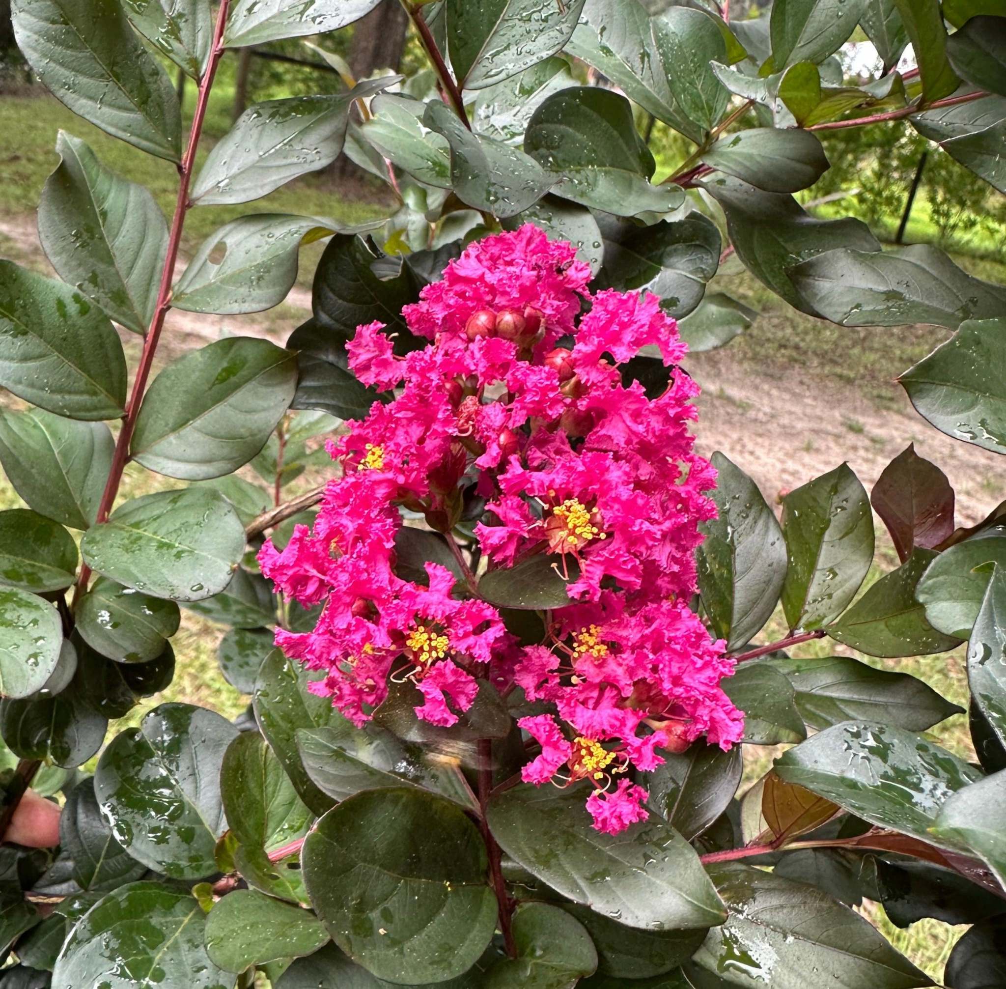 Persion Roses Persian Rose Passion™ Crape Myrtle-Deep Magenta Blooms, Glossy Foliage ...