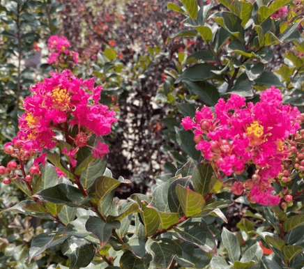 Persion Roses Persian Rose Passion™ Crape Myrtle-Deep Magenta Blooms, Glossy Foliage ...