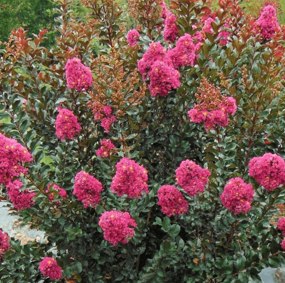 Persion Roses Persian Rose Passion™ Crape Myrtle-Deep Magenta Blooms, Glossy Foliage ...