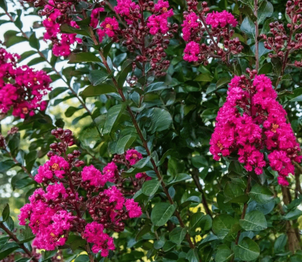 Persion Roses Persian Rose Passion™ Crape Myrtle-Deep Magenta Blooms, Glossy Foliage ...