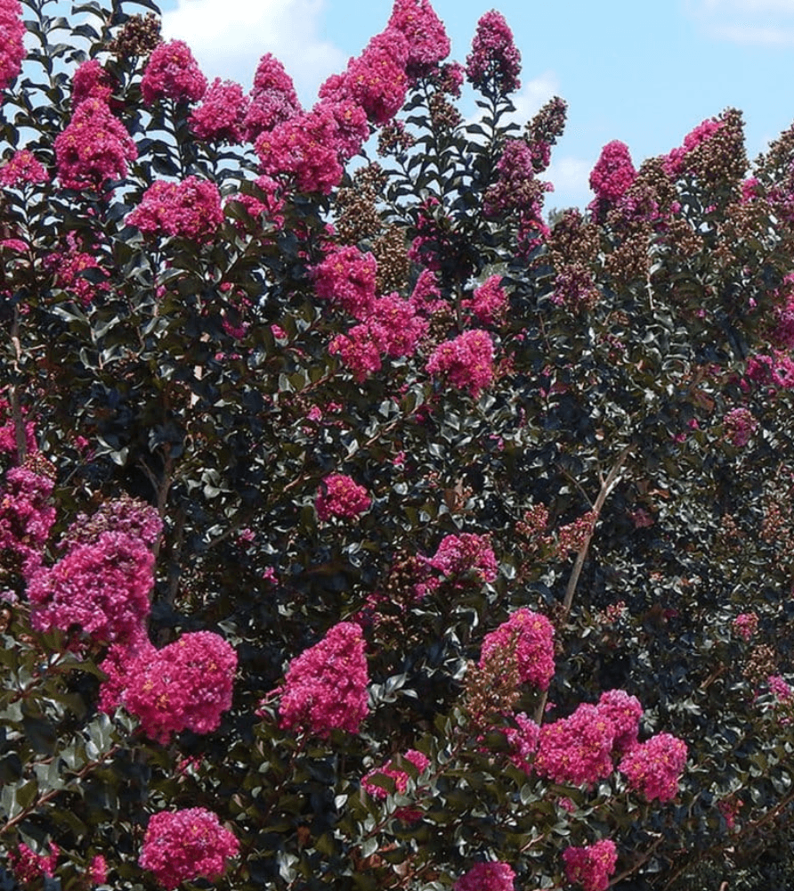 Persion Roses Persian Rose Passion™ Crape Myrtle-Deep Magenta Blooms, Glossy Foliage ...