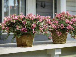 Pink Blush Crape Myrtle in pots with cascading baby pink blooms on a porch.