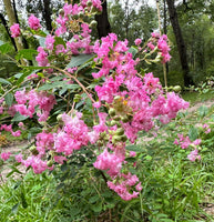 Pink Blush Crape Myrtle with baby pink blooms and cascading branches.