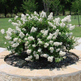 Pixie White Miniature Crape Myrtle as Center in Landscape