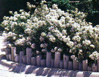 Pixie White Miniature Crape Myrtles used in border