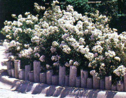 Pixie White Miniature Crape Myrtles used in border