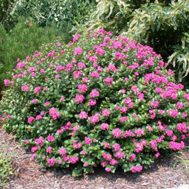 Pokomoke Crape Myrtle with bushy growth and dark rose pink flowers.