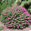 {"width" => 350, "height" => 350, "loading" => "lazy", "sizes" => "(min-width: 990px) 350px, 50vw", "widths" => "350,700", "alt" => "Pokomoke Crape Myrtle with bushy growth and dark rose pink flowers."}