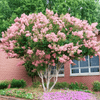 {"width" => 350, "height" => 350, "loading" => "lazy", "sizes" => "(min-width: 990px) 350px, 50vw", "widths" => "350,700", "alt" => "Potomac Crape Myrtle with vibrant pink flowers and exfoliating bark in a garden setting."}