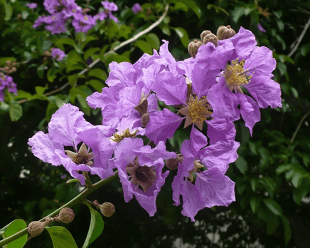 Crape Myrtle Pride flowers in purple bloom clusters against green leaves.