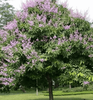 Queens Crape Myrtle tree with lush green foliage and vibrant pink-purple flowering clusters.