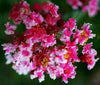 {"width" => 350, "height" => 350, "loading" => "lazy", "sizes" => "(min-width: 990px) 350px, 50vw", "widths" => "350,700", "alt" => "Queens Lace Crape Myrtle with striking red and white picotee flowers."}