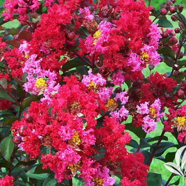 Rosy Jewel Passion™ Crape Myrtle Pink and Red Flowers