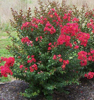 Rosy Jewel Passion™ Crape Myrtle with Older Flowers that Turn red When Matured