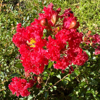 Bright ruby red flowers of Ruby Bijou Micro Mini™ Crape Myrtle in full bloom, showcasing its vibrant petals and lush green foliage.