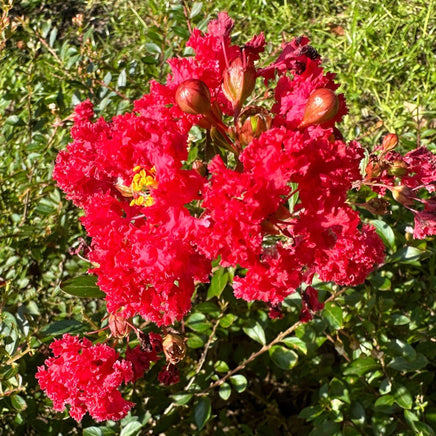 Bright ruby red flowers of Ruby Bijou Micro Mini™ Crape Myrtle in full bloom, showcasing its vibrant petals and lush green foliage.
