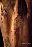 Exfoliating bark of Sioux Crape Myrtle in gray, tan, and beige hues.