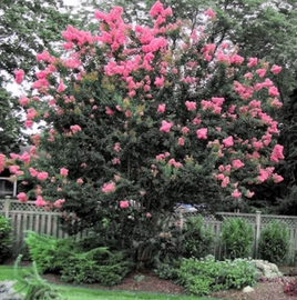 Sioux Crape Myrtle with vibrant bright pink blooms in a lush garden setting.