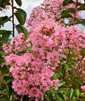 Sioux Crape Myrtle bright pink blooms with green leaves in sunlight