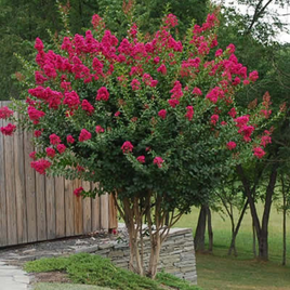 Tonto Crape Myrtle with vibrant dark watermelon red flowers and green foliage in a garden setting.