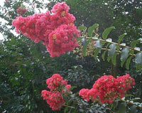 Vibrant watermelon red blooms on Tuscarora Crape Myrtle tree.