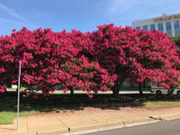 Tuscarora Crape Myrtle with vibrant watermelon red blooms in full sun, showcasing dense flower clusters.