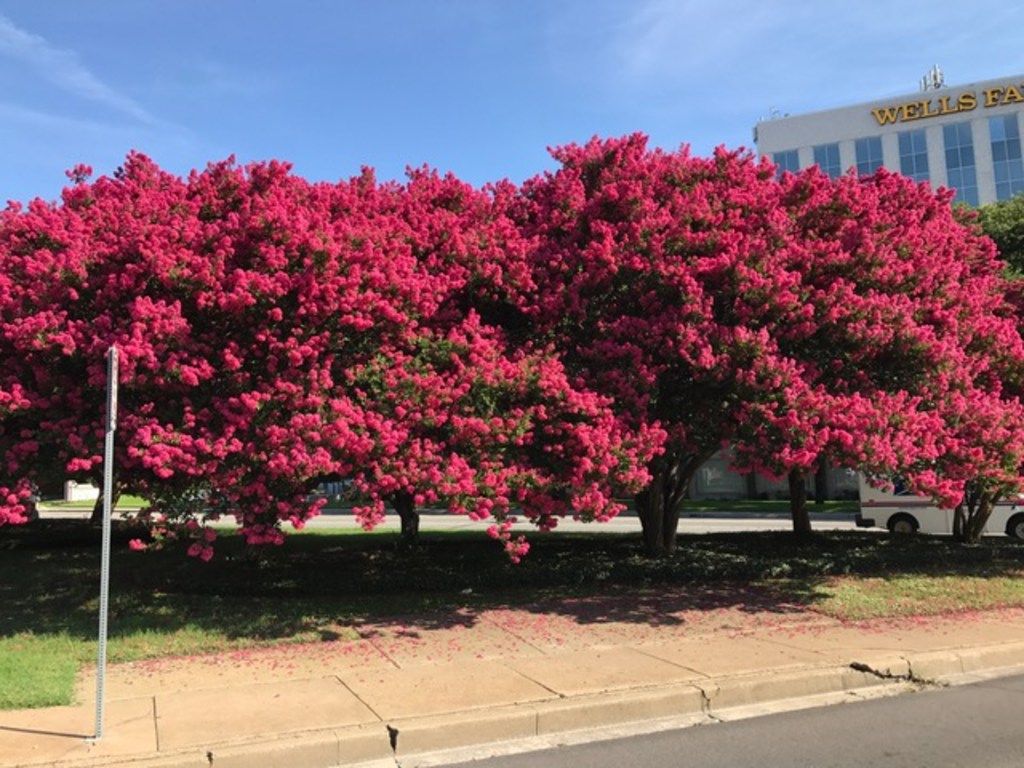 Tuscarora Crape Myrtle: Heirloom Variety-Watermelon Red Blooms, Hardy!| Southern Charm Crape Myrtles, LLC