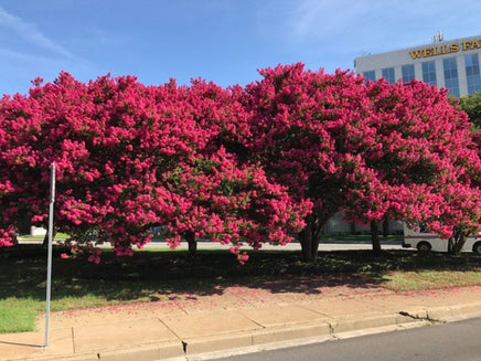Tuscarora Crape Myrtle with vibrant watermelon red blooms in full sun, showcasing dense flower clusters.