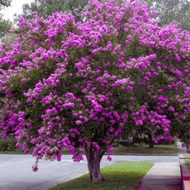 Fast-growing elegant tree with vibrant sunset purple flowers in full bloom.
