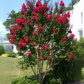 Victor Crape Myrtle with maraschino cherry red blooms, upright growth, amidst green foliage.