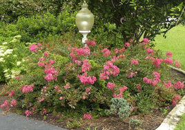Worlds Fair Crape Myrtle with mellow magenta blooms in garden setting.
