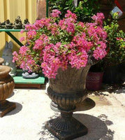 Worlds Fair crape myrtle with magenta blooms in a decorative pot.