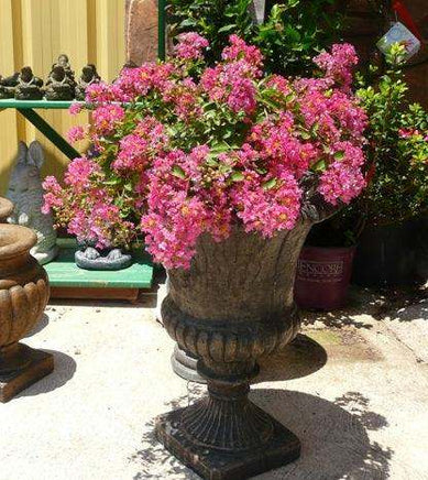 Worlds Fair crape myrtle with magenta blooms in a decorative pot.