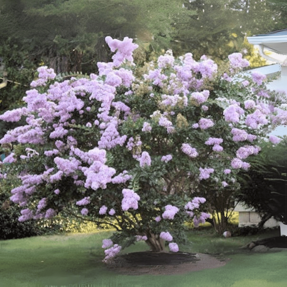 lavender trees Yuma Crape Myrtle: Elegant Lavender-Blue Blooms on a Medium Shade Tree|  Southern Charm Crape Myrtles, LLC